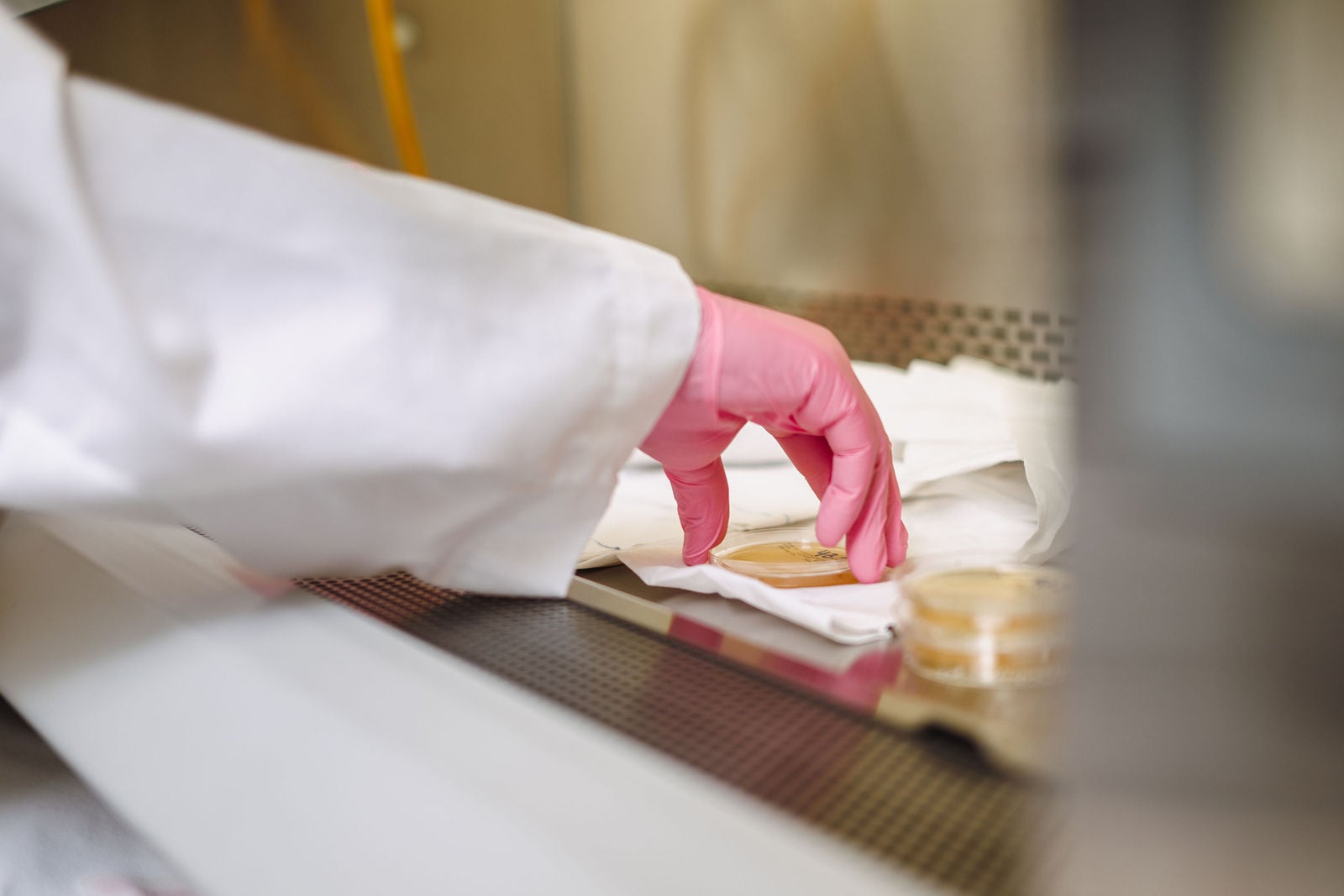 Lab technician handling petri dish samples